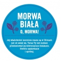 MORWA BIAŁA OWOCE